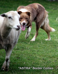Astra Chum, Red merle tricolour